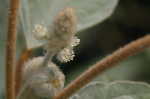 Wooly croton